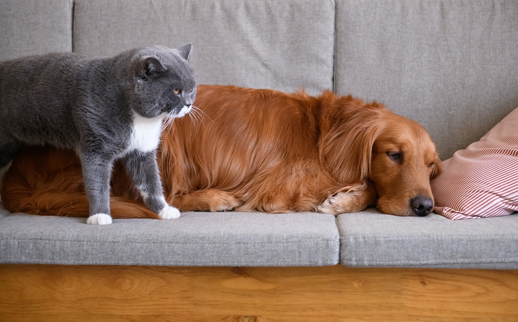 Four Tips For Removing Pet Hair From Floors And Furniture