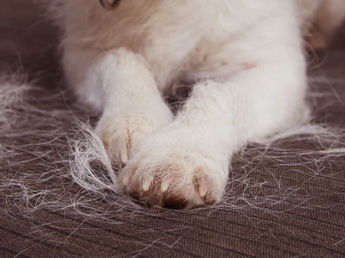 Pet-Hair-Trouble-Why-Garden-City-Pet-Owners-Choose-Regular-Maid-Service- - Fabulously Clean Regular maid service in Garden City by Fabulously Clean can help you keep pet hair mess under control.