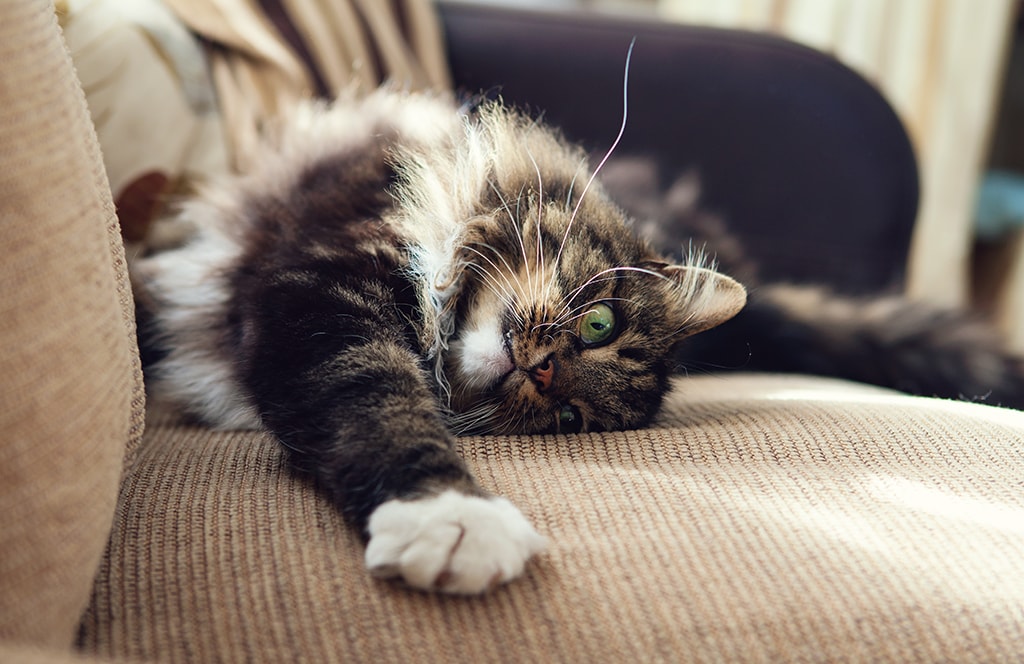 longhaired multi color cat laying on couch in living room